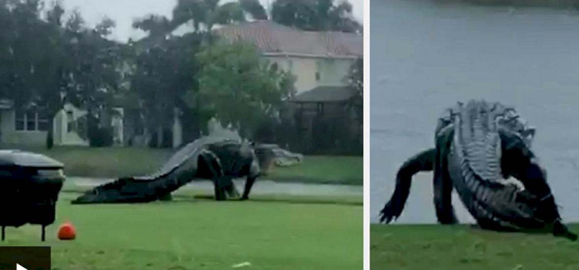 Kitört a frász, meghűlt a vér: gigantikus méretű aligátor sétált be egy golfpályára - videó